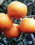 orange.bmp (19136 bytes)